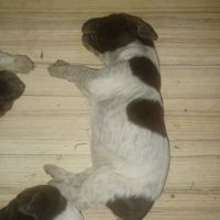 Chiot braque allemand lof #3