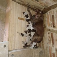 Chiot braque allemand lof #6