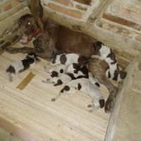 Chiot braque allemand lof #7