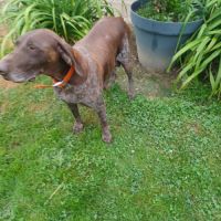 Chiot braque allemand lof #2