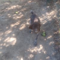 Chiot braque allemand lof #4