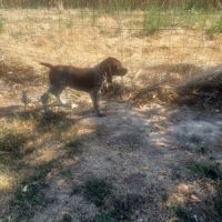 Chiot braque allemand lof #5