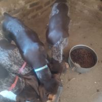 Chiot braque allemand lof #6