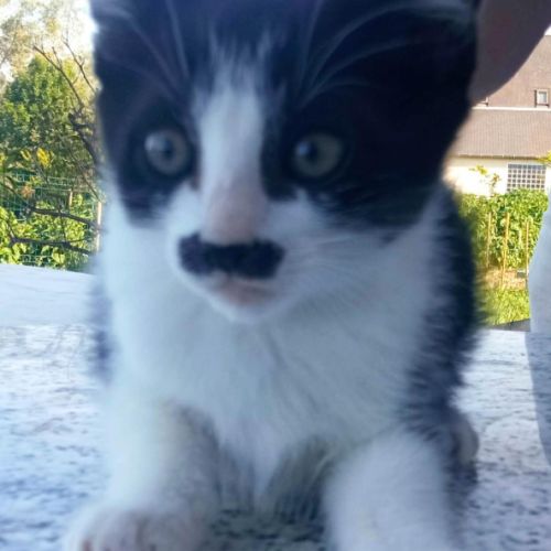 Magnifique chaton femelle noire et blanche