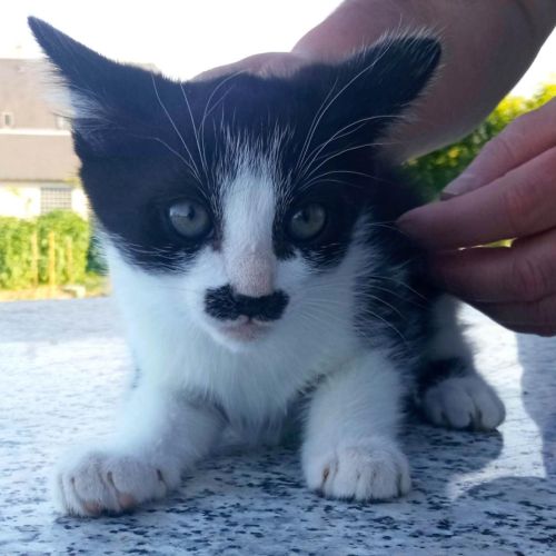 Magnifique chaton femelle noire et blanche #3