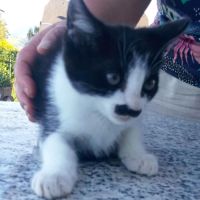 Magnifique chaton femelle noire et blanche #1