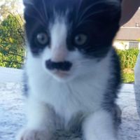 Magnifique chaton femelle noire et blanche
