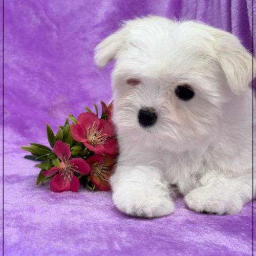 A réserver,bonnie, femelle bichon maltais nain lof #5