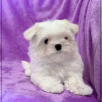 A réserver,bonnie, femelle bichon maltais nain lof