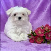 A réserver,bonnie, femelle bichon maltais nain lof #2