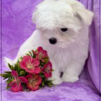 A réserver,bonnie, femelle bichon maltais nain lof #3