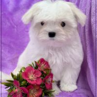 A réserver,bonnie, femelle bichon maltais nain lof #4