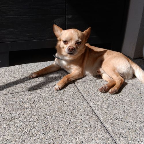 Chihuahua a donner