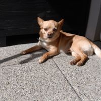 Chihuahua a donner