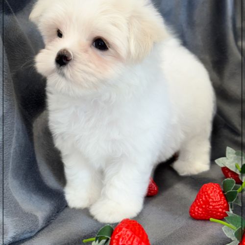 A réserver, bombon, mâle bichon maltais nain lof #2