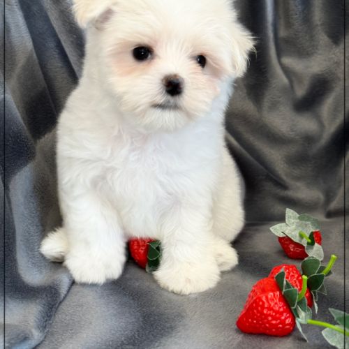 A réserver, bombon, mâle bichon maltais nain lof