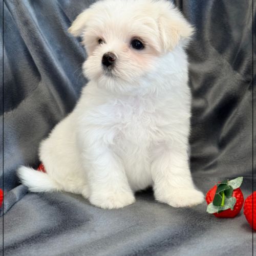 A réserver, bombon, mâle bichon maltais nain lof #4