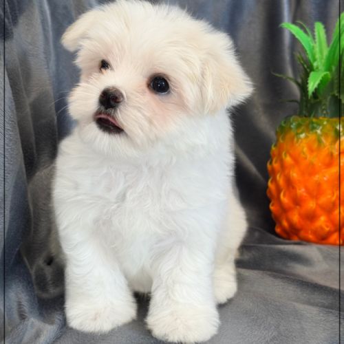 A réserver, bombon, mâle bichon maltais nain lof #5