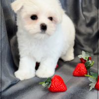 A réserver, bombon, mâle bichon maltais nain lof #1
