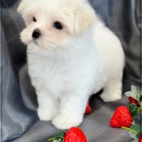 A réserver, bombon, mâle bichon maltais nain lof #2