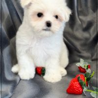 A réserver, bombon, mâle bichon maltais nain lof #0