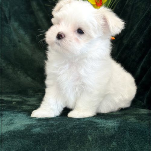 A réserver, buddy, mâle bichon maltais nain lof
