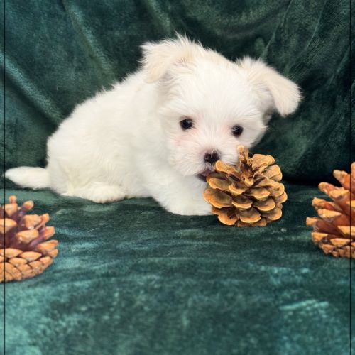 A réserver, buddy, mâle bichon maltais nain lof #4
