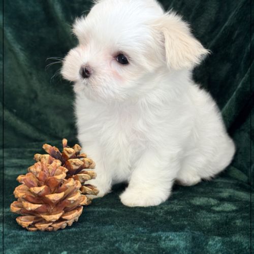 A réserver, buddy, mâle bichon maltais nain lof #5