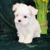 A réserver, buddy, mâle bichon maltais nain lof #1