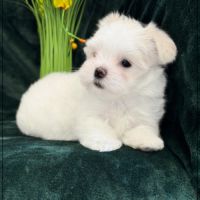 A réserver, buddy, mâle bichon maltais nain lof #2