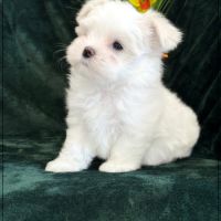 A réserver, buddy, mâle bichon maltais nain lof #0