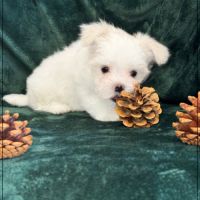 A réserver, buddy, mâle bichon maltais nain lof #4