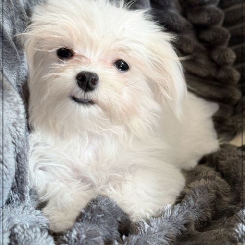 Disponible, sweety,femelle bichon maltais nain #2