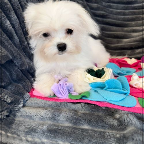 Disponible, sweety,femelle bichon maltais nain #3