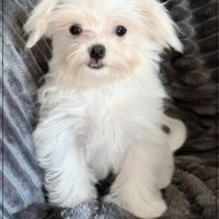 Disponible, sweety,femelle bichon maltais nain