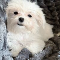 Disponible, sweety,femelle bichon maltais nain #2