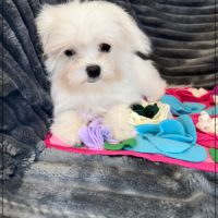 Disponible, sweety,femelle bichon maltais nain #3