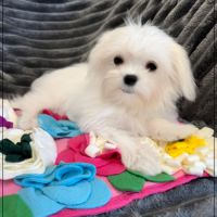 Disponible, sweety,femelle bichon maltais nain #4