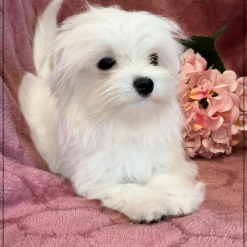 Sucre d'orge, femelle type bichon maltais nain #1
