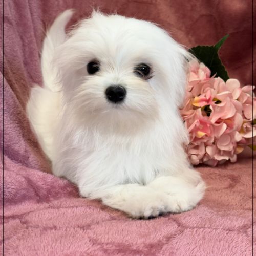 Sucre d'orge, femelle type bichon maltais nain #2