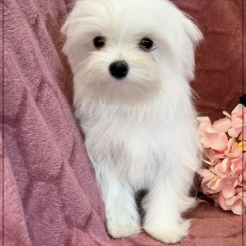 Sucre d'orge, femelle type bichon maltais nain #3