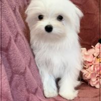 Sucre d'orge, femelle type bichon maltais nain #3