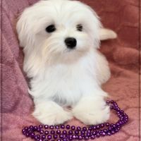 Sucre d'orge, femelle type bichon maltais nain