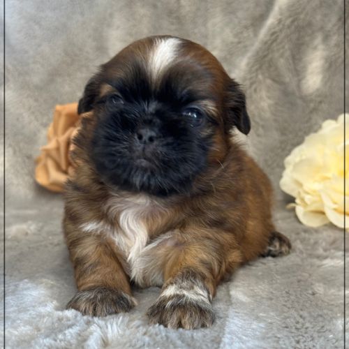 Réserver, brownie,mâle type shih tzu fauve #2