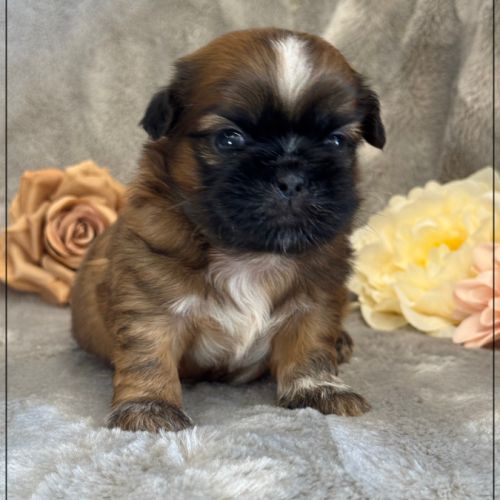 Réserver, brownie,mâle type shih tzu fauve #0