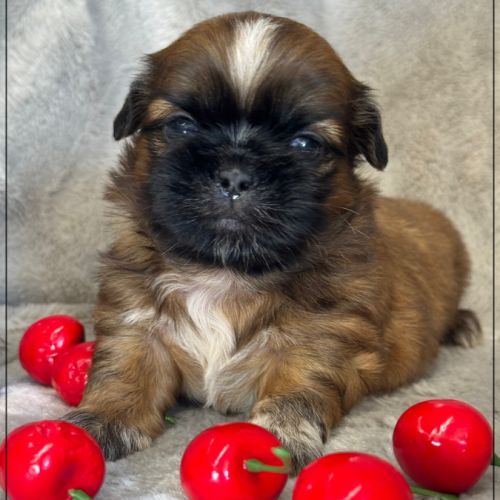 Réserver, brownie,mâle type shih tzu fauve #4