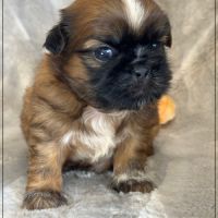 Réserver, brownie,mâle type shih tzu fauve #1