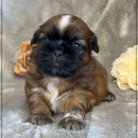Réserver, brownie,mâle type shih tzu fauve #2