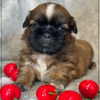Réserver, brownie,mâle type shih tzu fauve #4