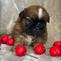 Réserver, brownie,mâle type shih tzu fauve #5